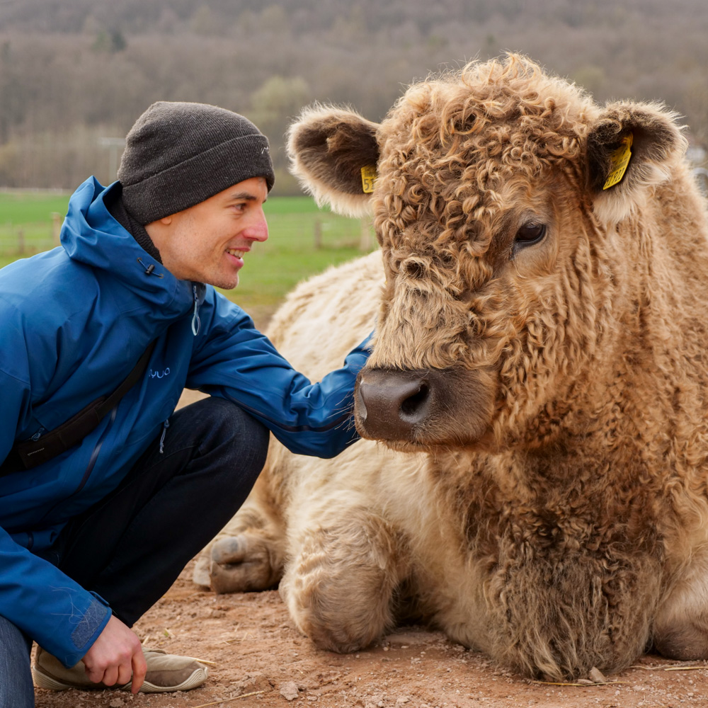 Thomas-Rohlfing-Stoppels-offener-Lebenshof-Kuh